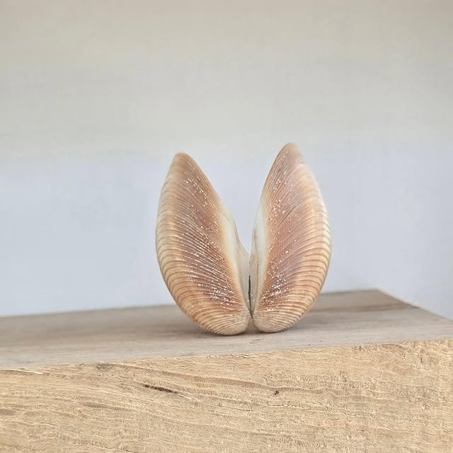 Seashell displayed as a decorative detail